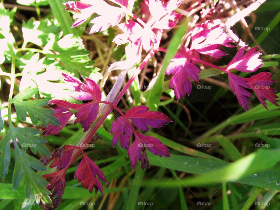 Nature, Flora, Flower, Leaf, Garden