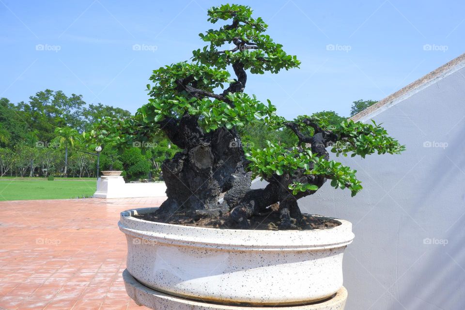 bonsai with branches and stems in a plant pot sky backdrop.