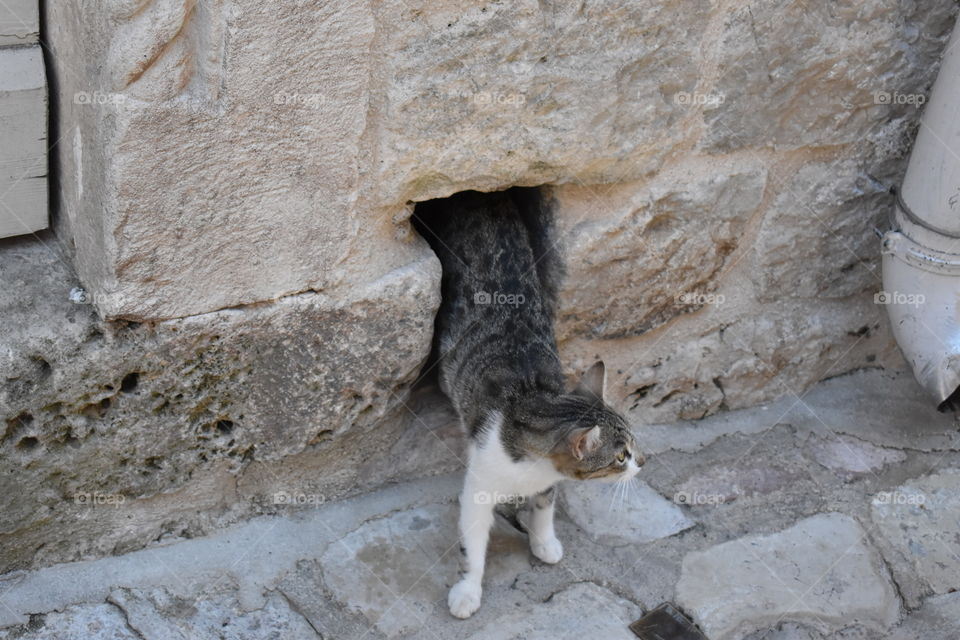 Cat in Kotor 