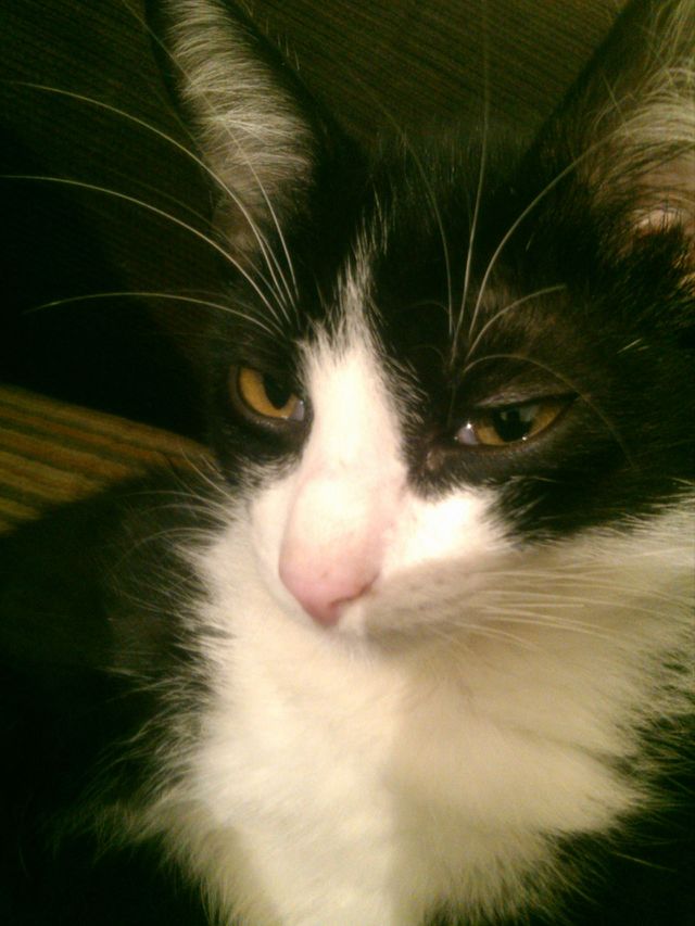 cat