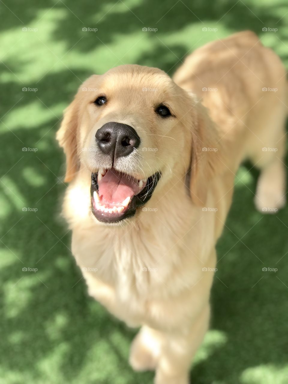 Golden Retriever smiling and happy