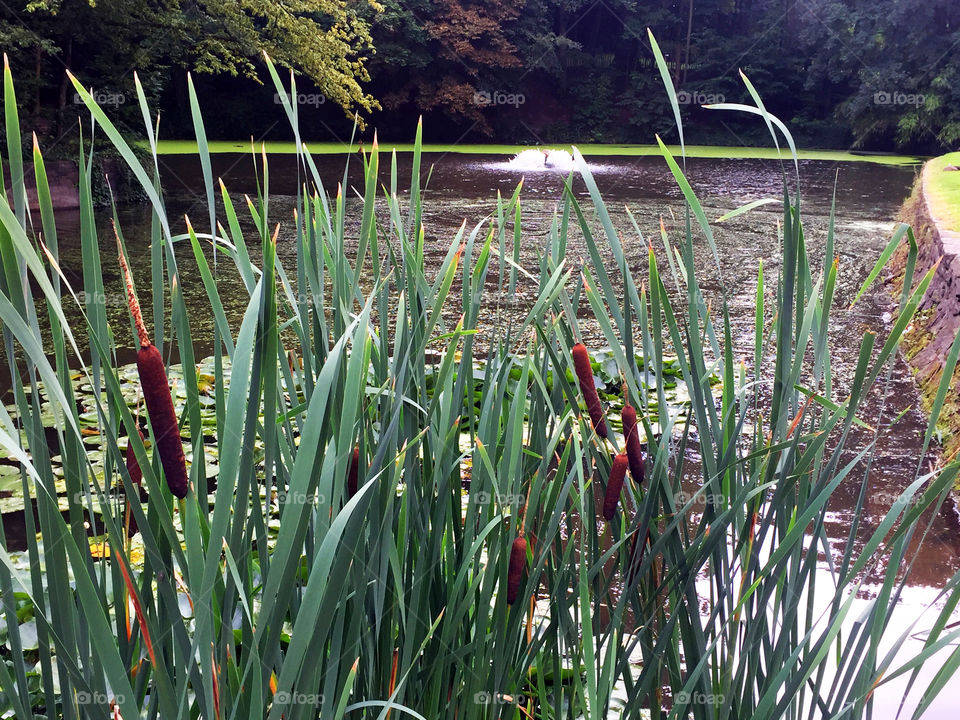 Atomium Park Cattails
Brussels, Belgium 