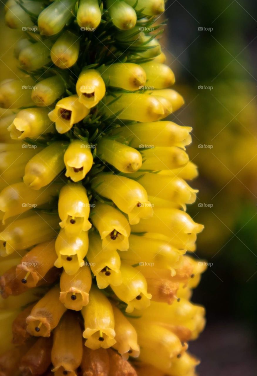 Yellow Erica