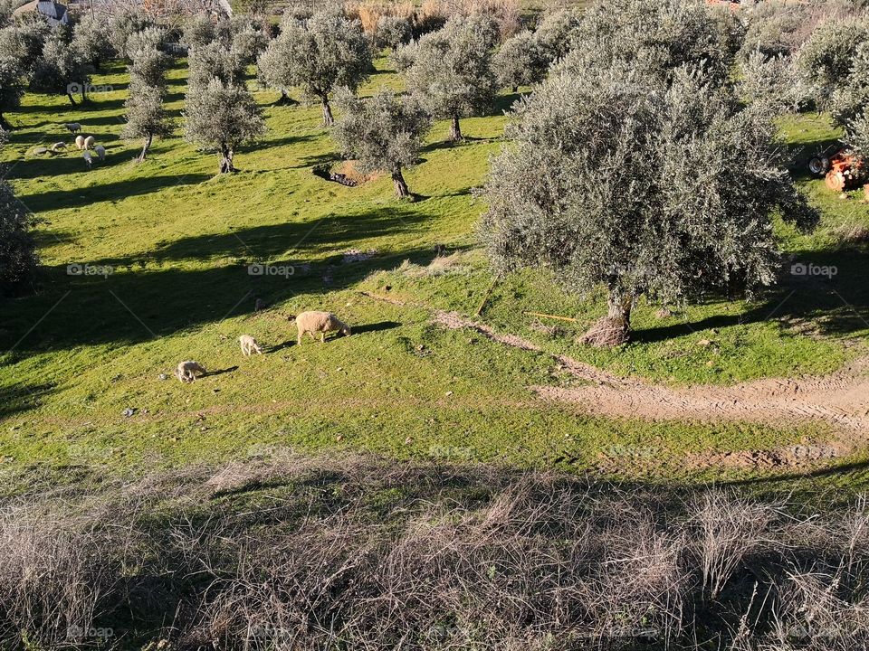 Sheeps, Olive Tree, Nature, Castelo de Vide