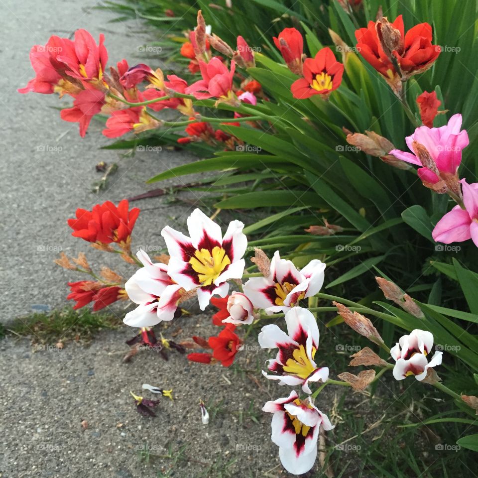 Wild Flowers. Sacramento, Ca