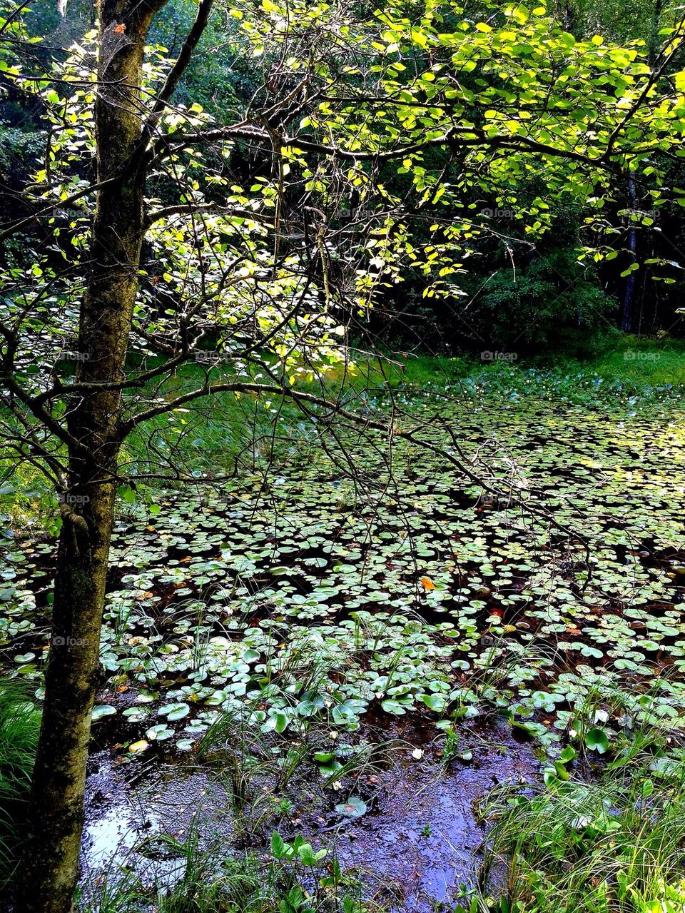 Green trees and pond