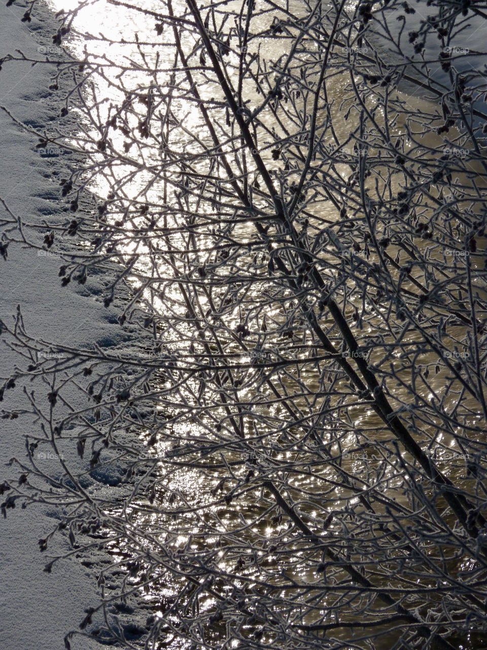 Frigid Morning In Saratoga 