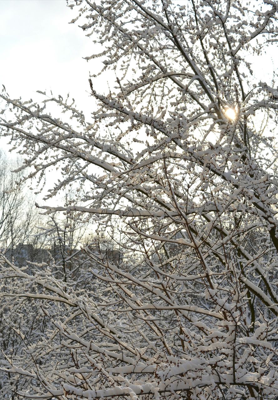 Winter, Tree, Branch, Frost, Snow