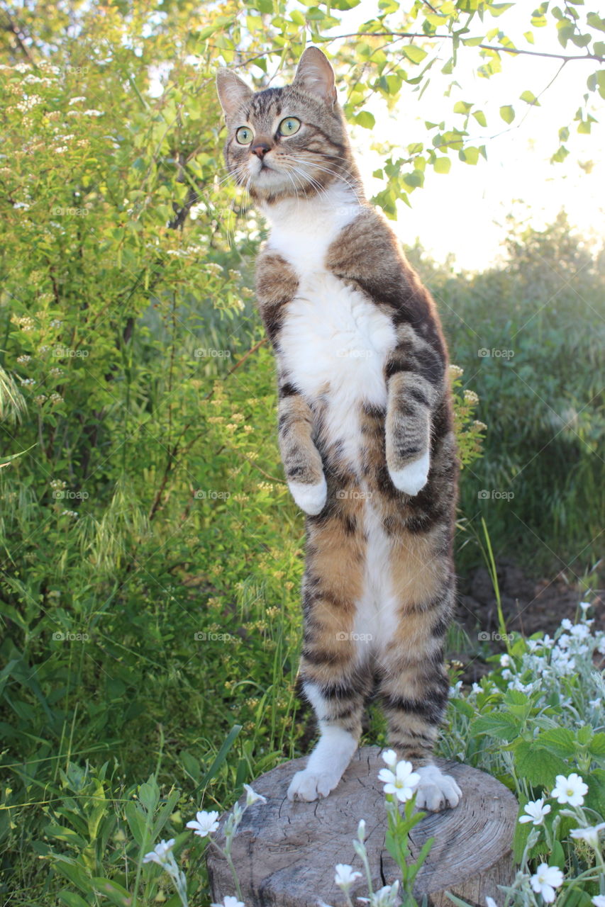 cat stands on a stump on its hind legs