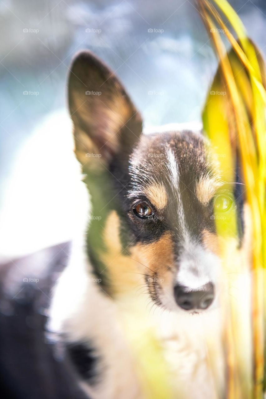 Shallow depth of field portrait of an adorable corgi behind some tall grass reeds 