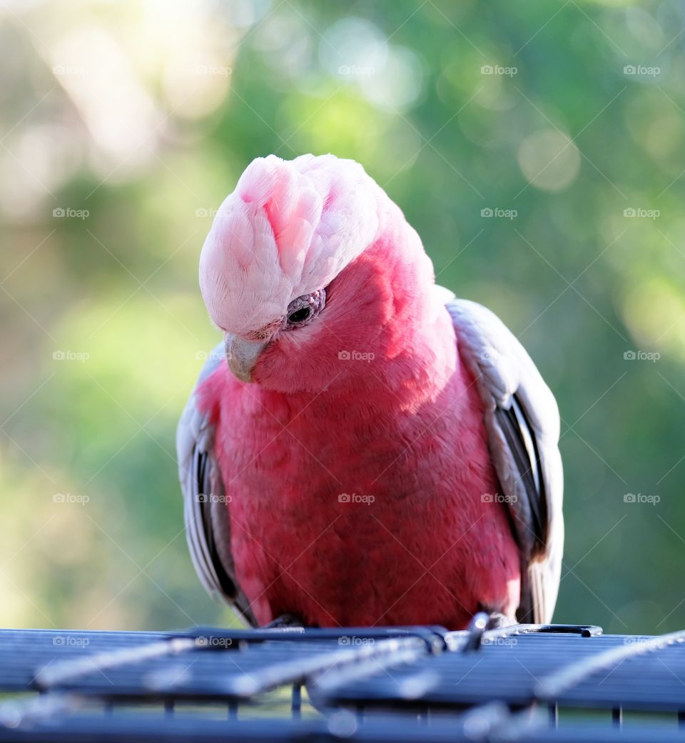 Uninvited guest on the balcony