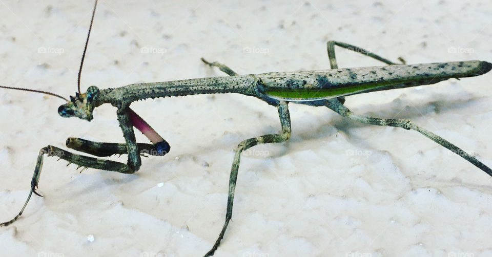 A very different insect, in a very detailed look: this Mantis seems to have liked to be clicked ... / Um inseto bem diferente, no olhar muito detalhado: esse Louva-a-Deus parece ter gostado de ser clicado...