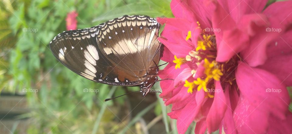 Beautiful butterfly on the flower