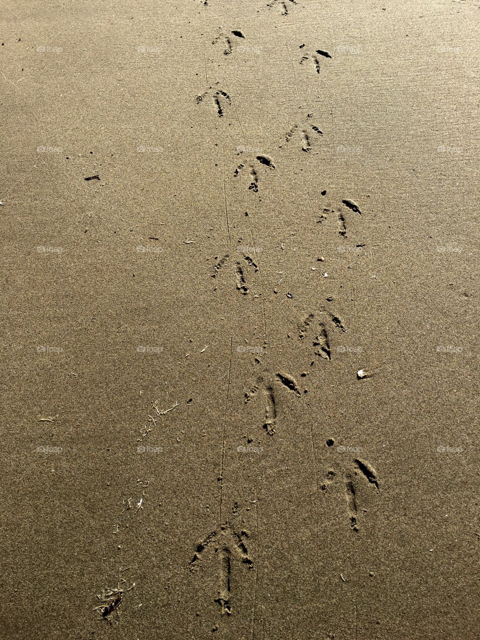 Footprints in the sand