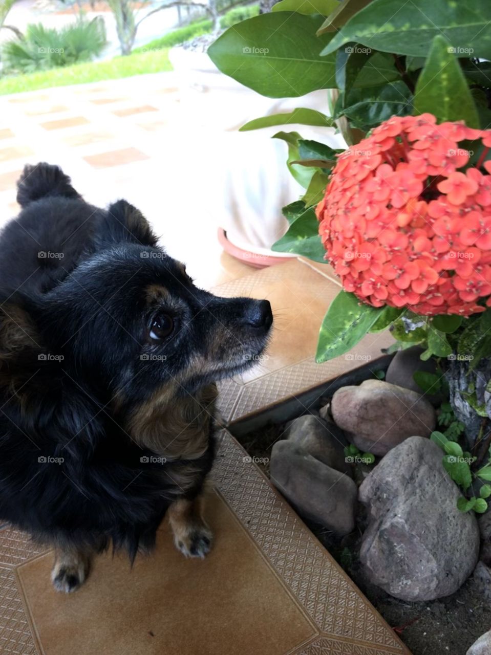 Cachorro cheirando uma flor