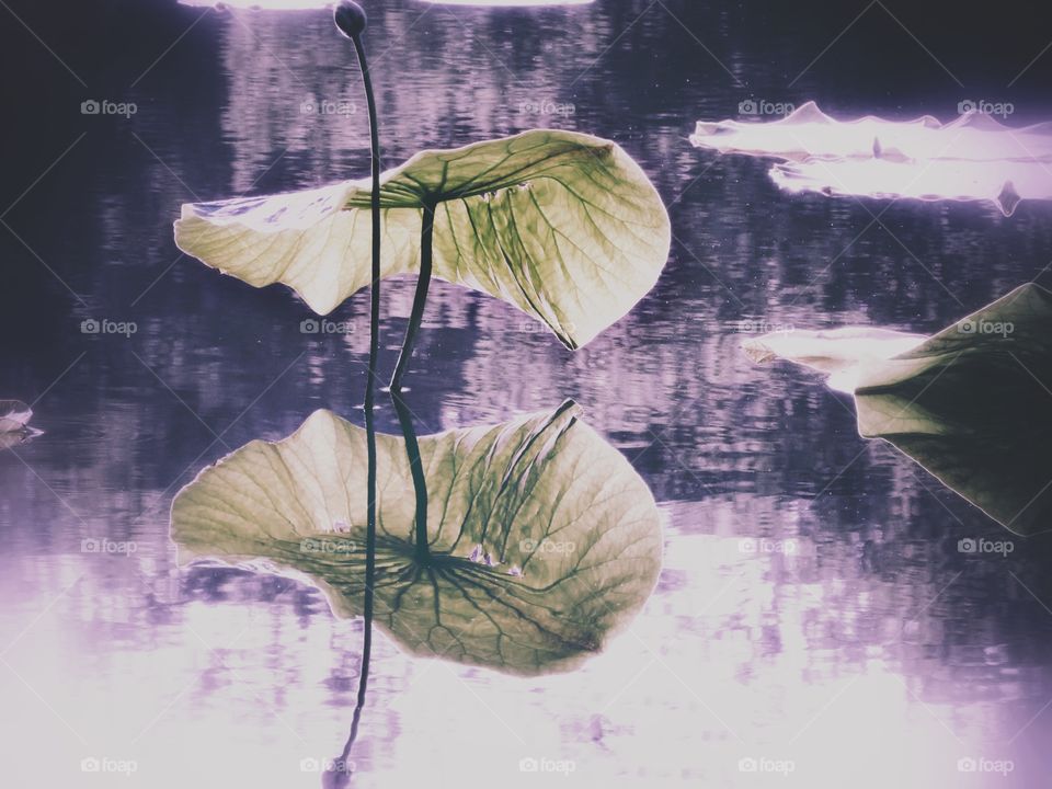 Lotus leaf reflecting