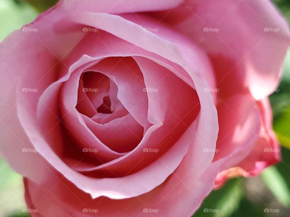 Close up of a light pink rose