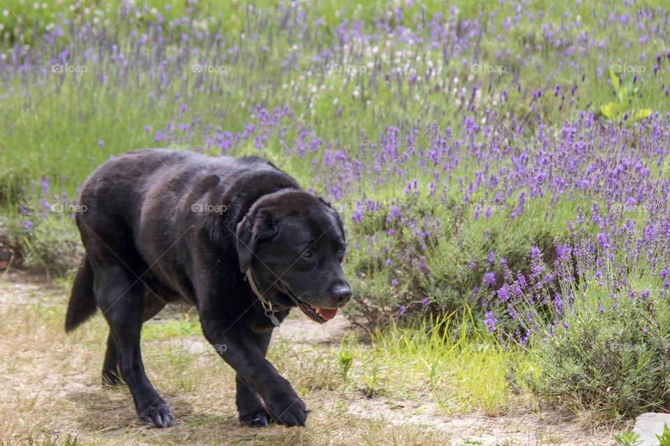 Lavender field guard dog