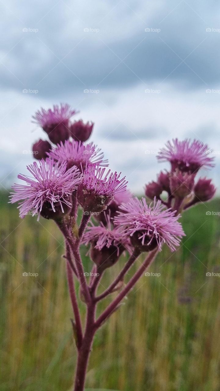 beautiful flowers