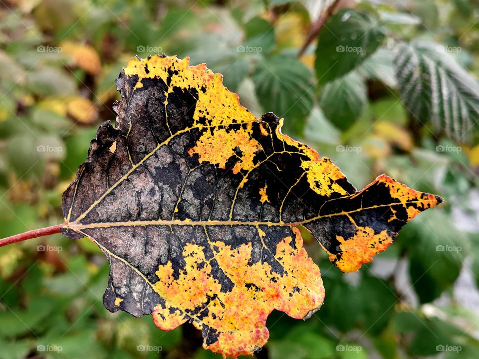 It’s so nice to watch nature get beautiful fall colors.  The eyes really enjoy watching those beautiful colors.  Nature is art