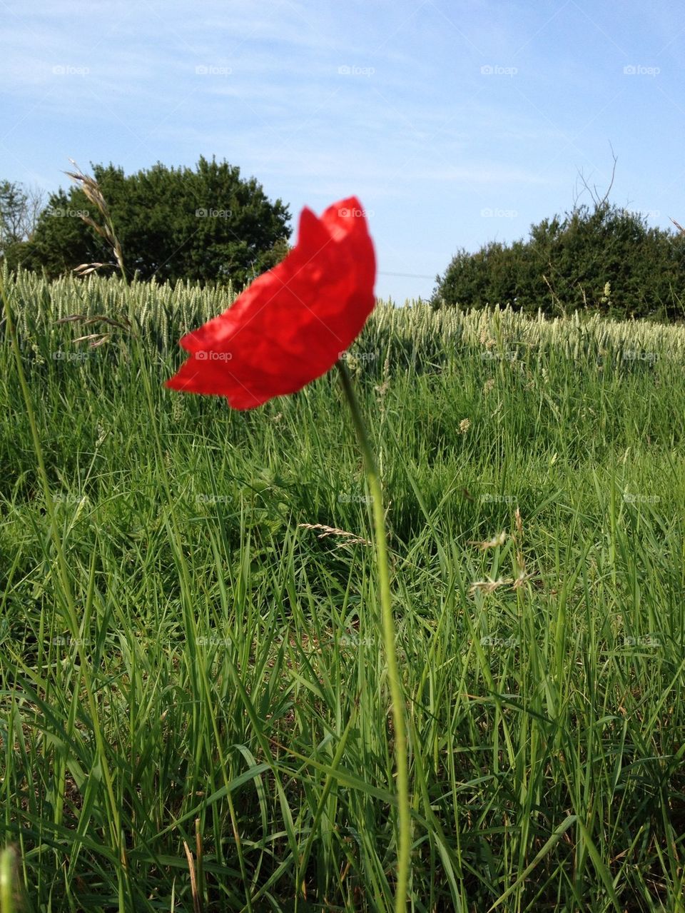 field pretty flower red by sunnydee