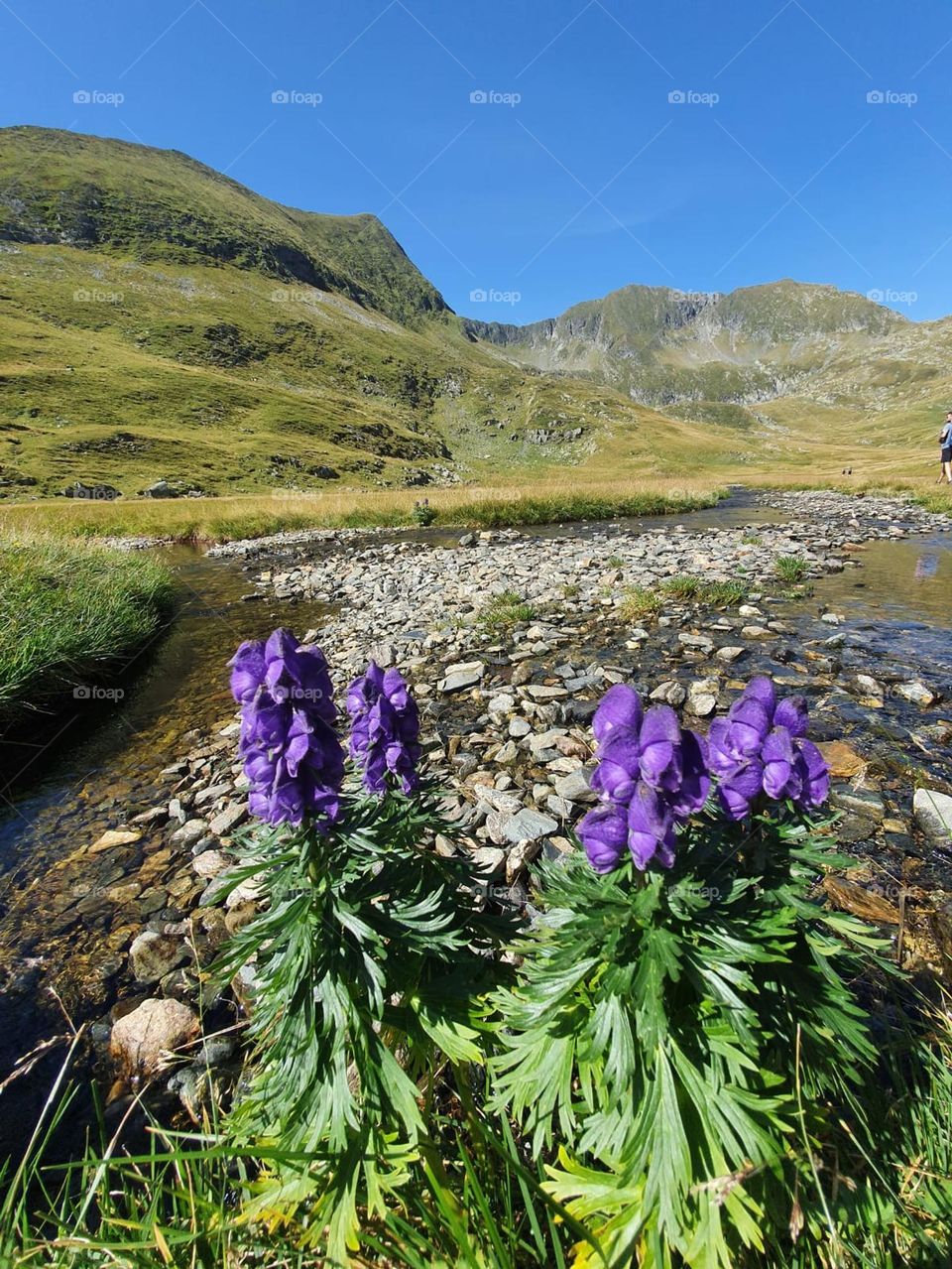 Flowers on the top of Fagars mountains