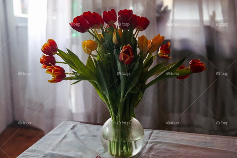 Tulips in a vase