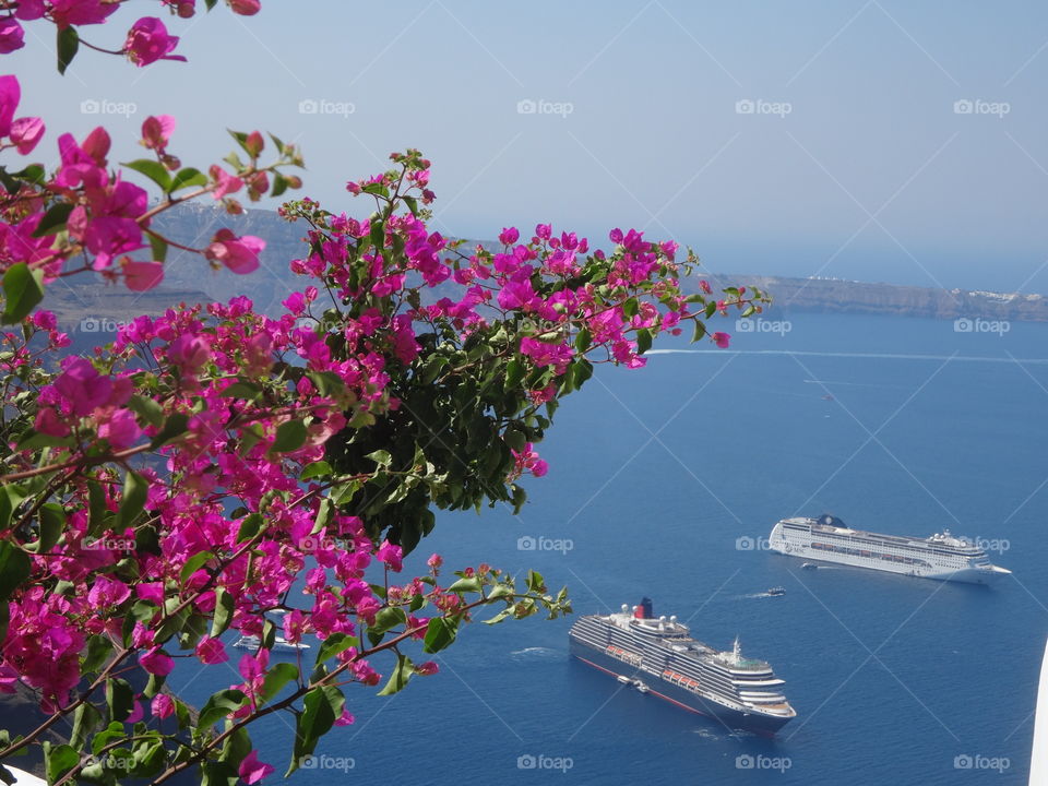 flowers in Santorini