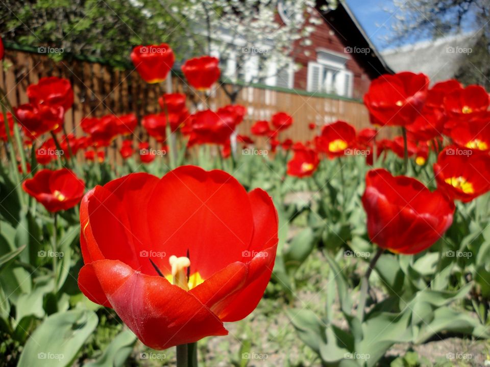 red tulips