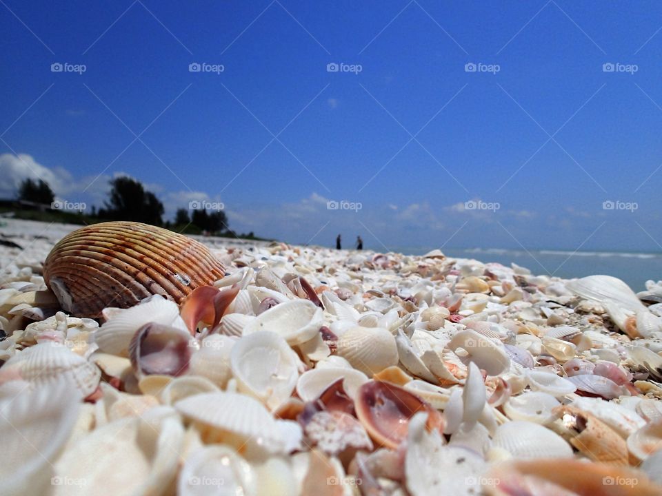 Seashells by the seashore 