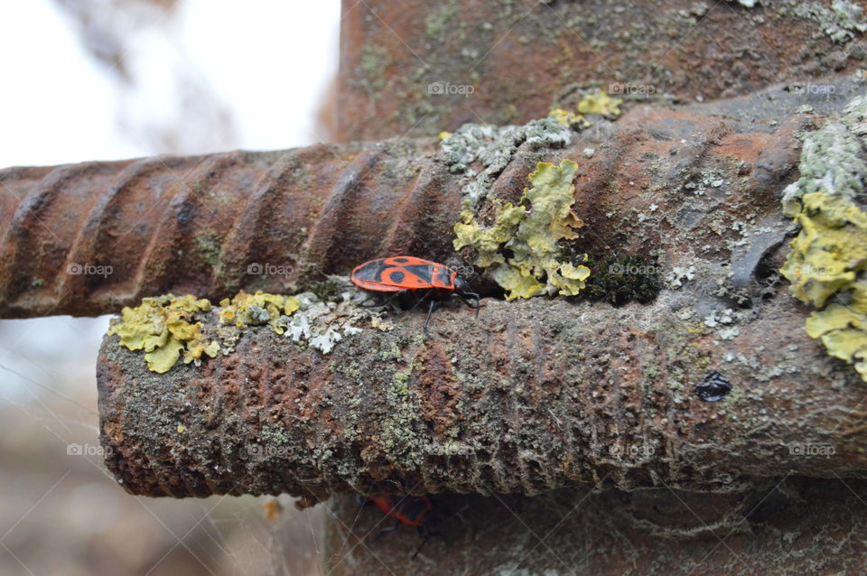 No Person, Nature, Closeup, Outdoors, Wood