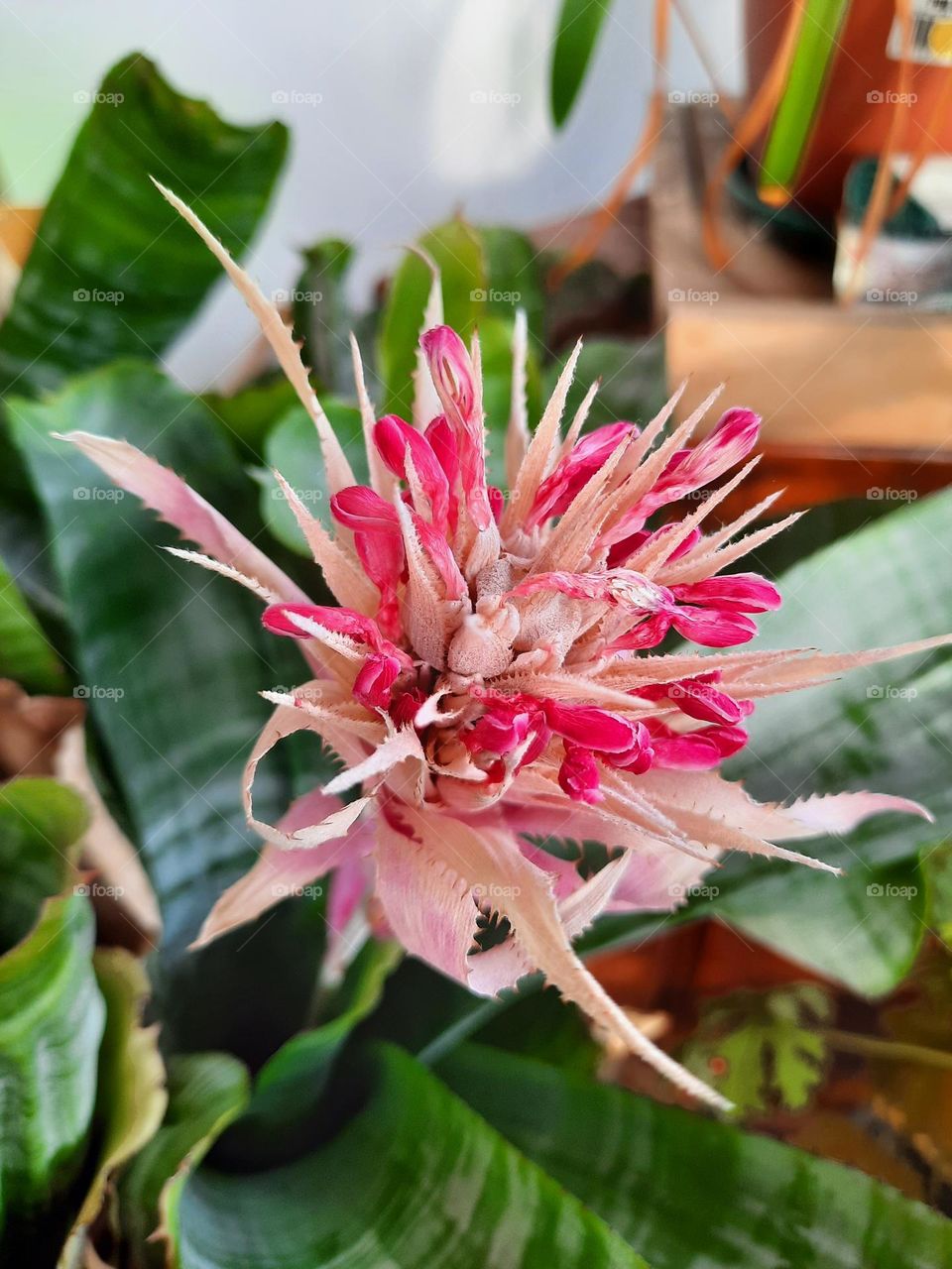 pink echmea flower in winter