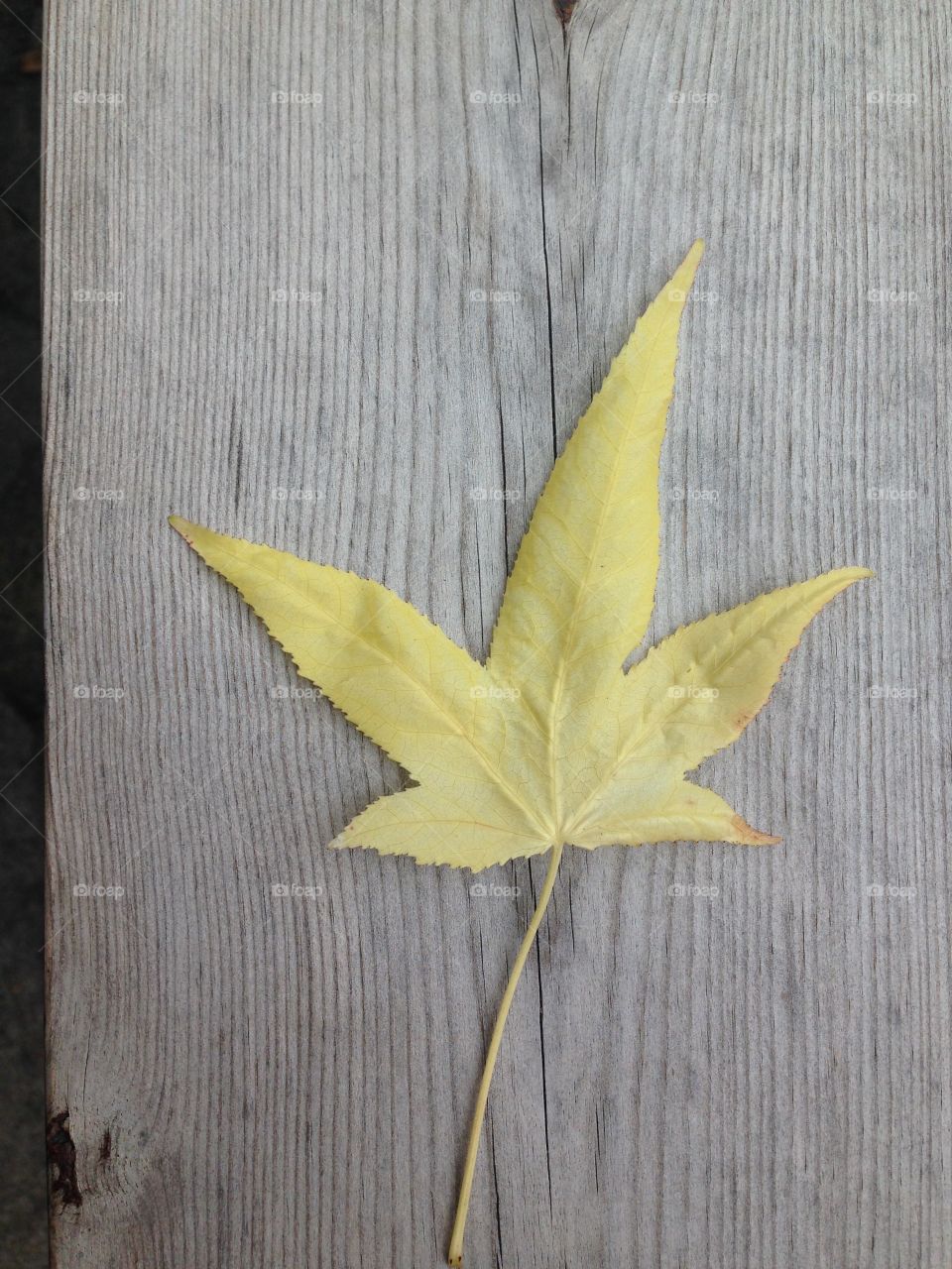 Yellow leaf on wooden grain background 