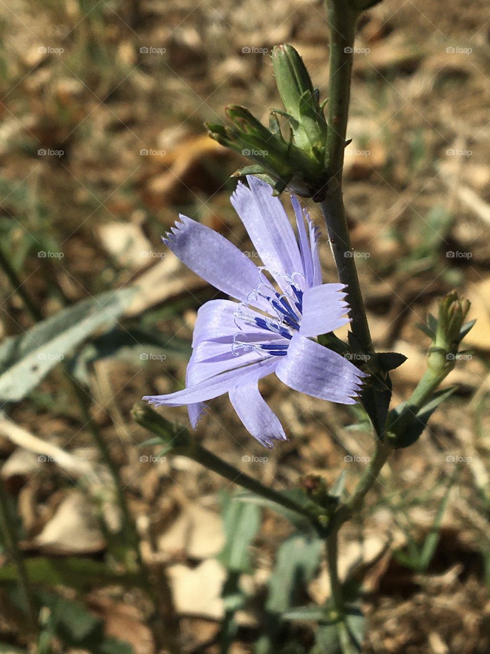 Simple wild blue flower in sunshine 