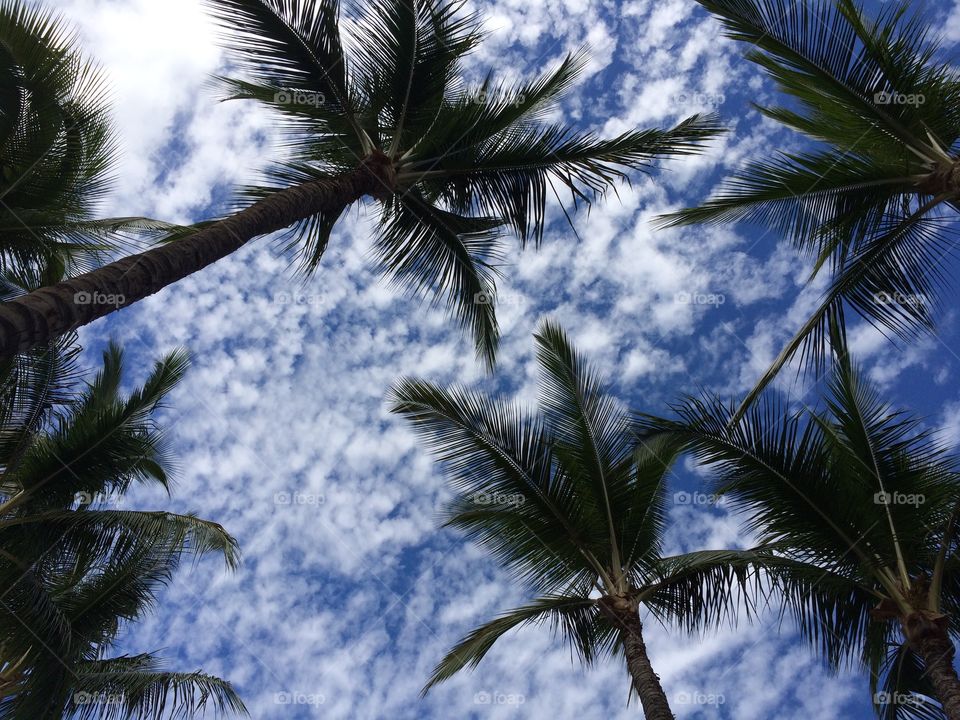 Palms in the sky