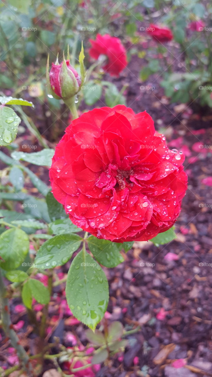 drops on a red rose