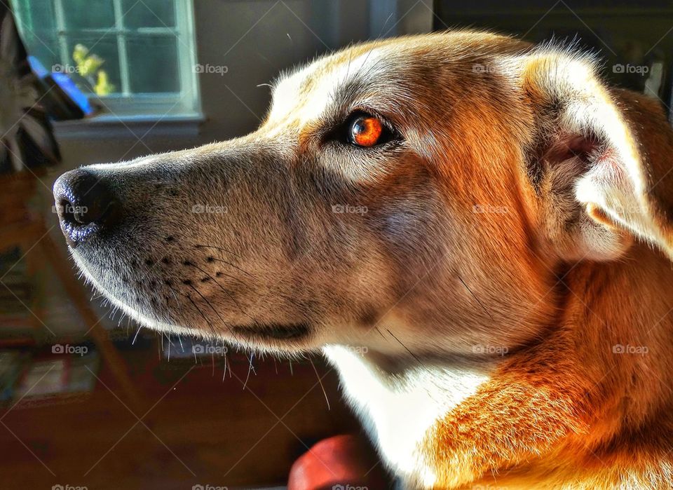 Yellow Lab Family Dog