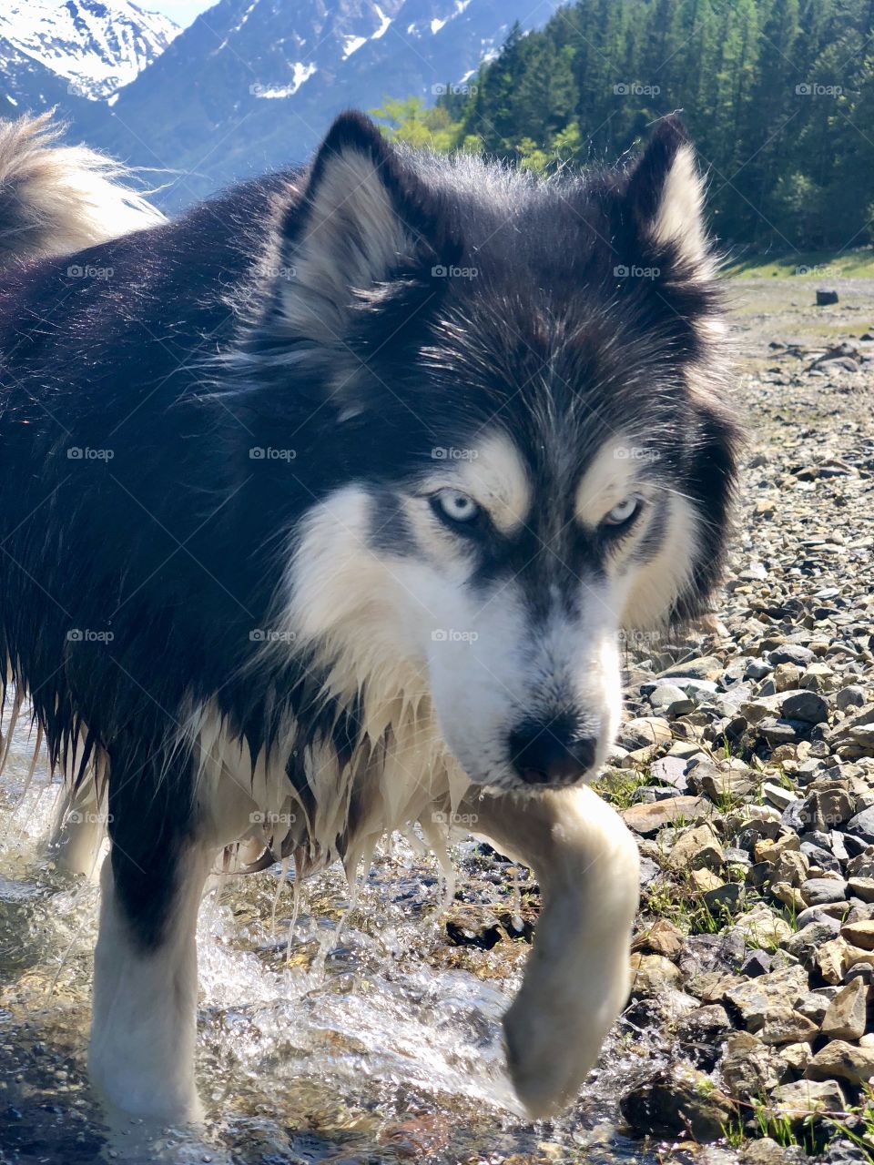 Majestic Mountain dog in the woods at a lake