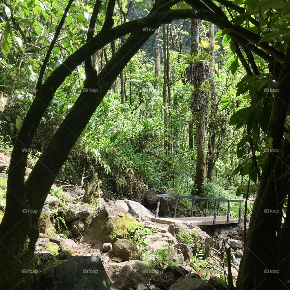 Hiking in a tropical forest 