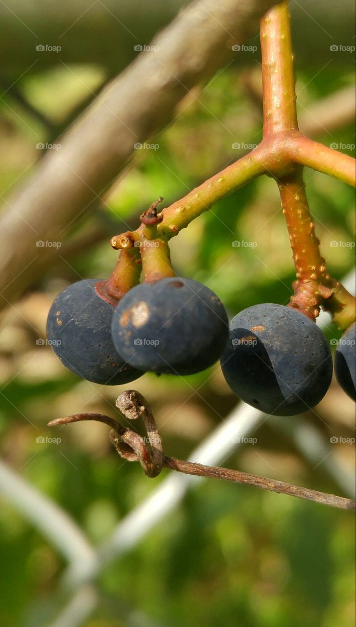 Up close and personal with berries