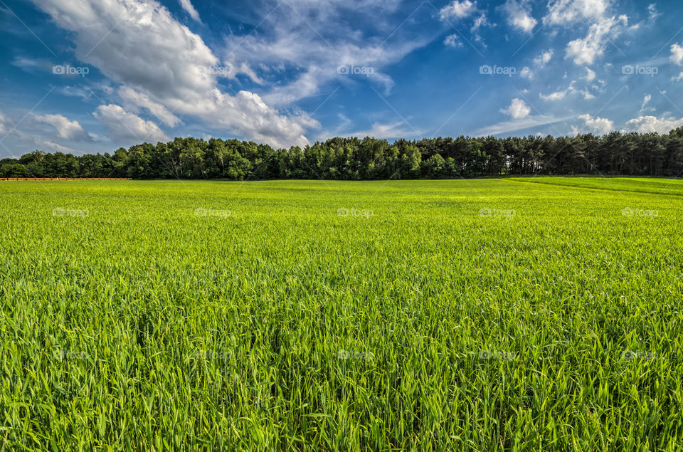 Green wheat field