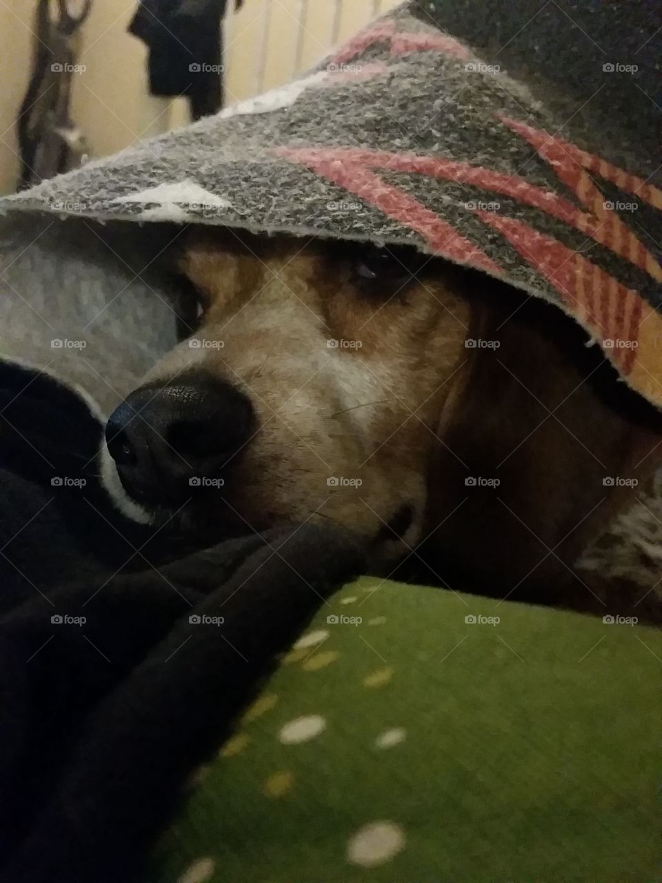 Snuggle Beagle Under the Blanket