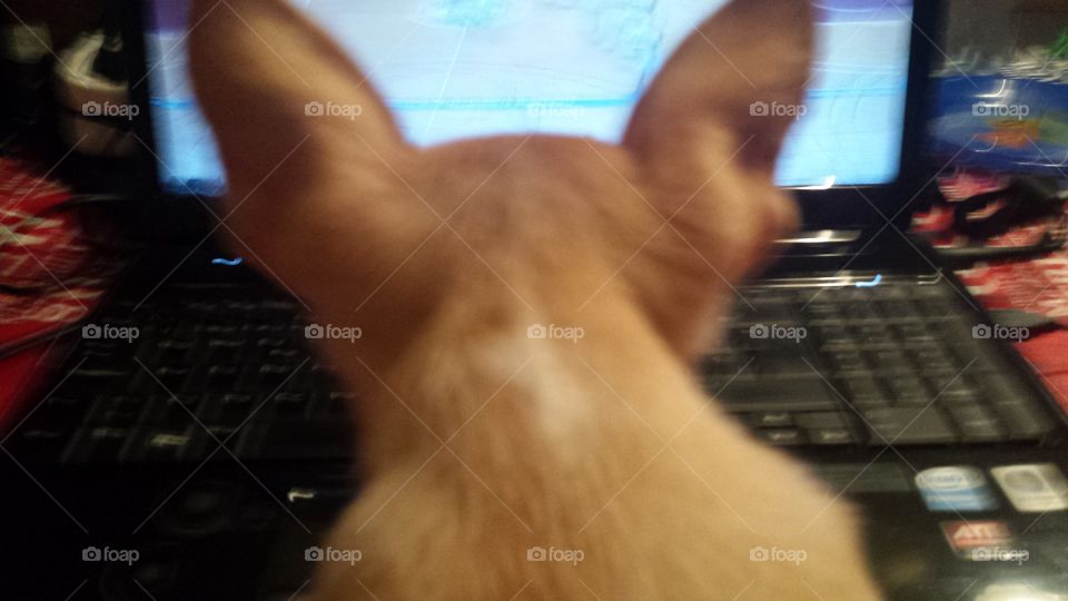 chihuahua viendo el ordenador toda una informática la perrita
