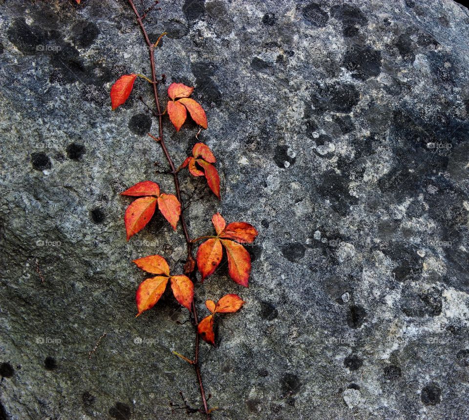 Vines and bedrock