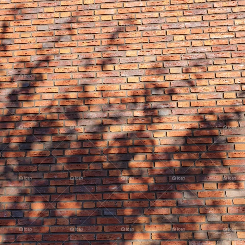 Shadow of a tree on a brick wall