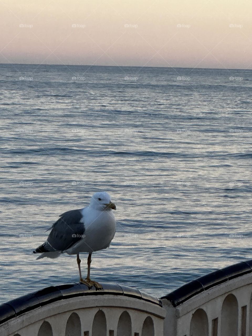 Seagull#beach#sea#view