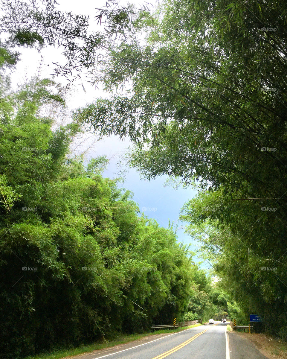 Trees and Bamboos embellishing the landscape on this stretch of road.  How nature inspires us! / Árvores e Bambus embelezando a paisagem neste trecho da estrada. Como a natureza nos inspira!