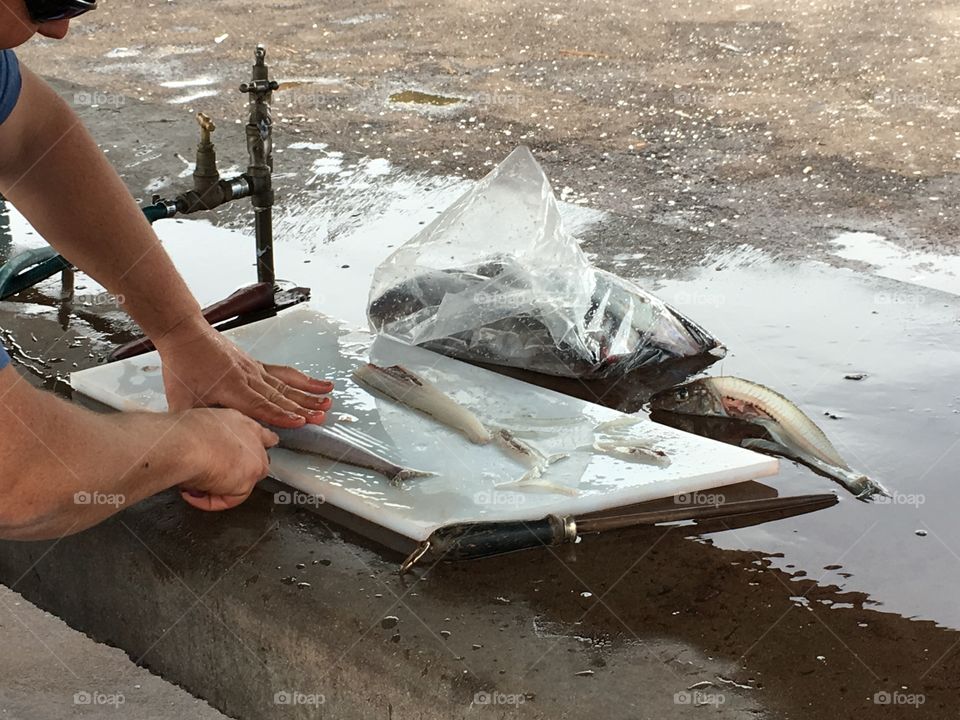 Cleaning fish on Oz. Sportsman Cleaning fish in Australia, king George Whiting