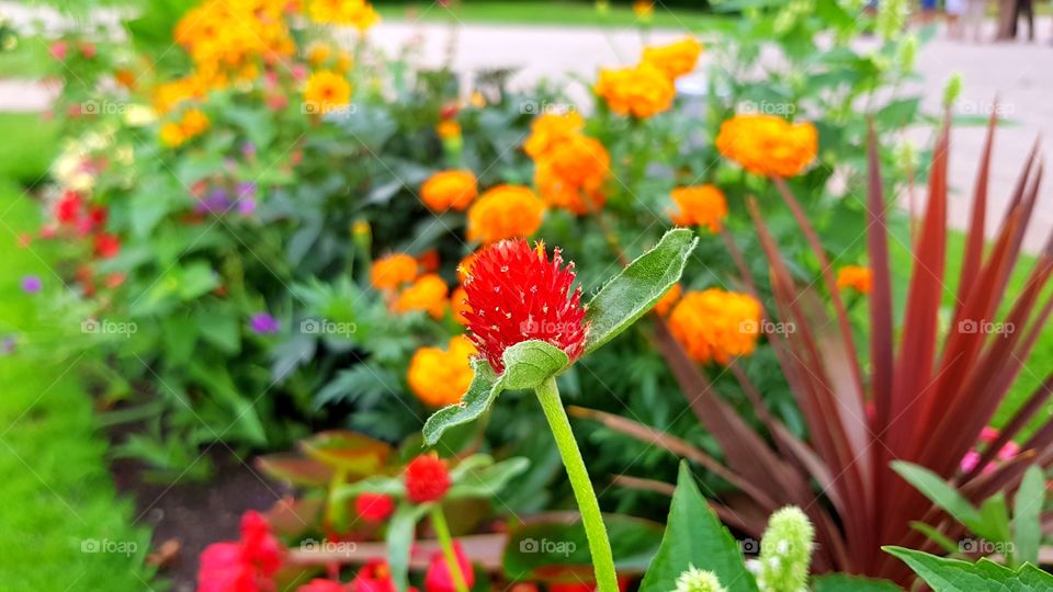 orange, blue, natural, wonderful, green, background, white, outdoor, closeup, beauty, yellow, plant, red, spring, macro, violet, close, life, pattern, colorful, light, design, pink, wild, sky, art, view, focus, decoration, space, purple, animal, wallpaper, drawing, meadow, tropical, butterfly, full, blossom, amazing