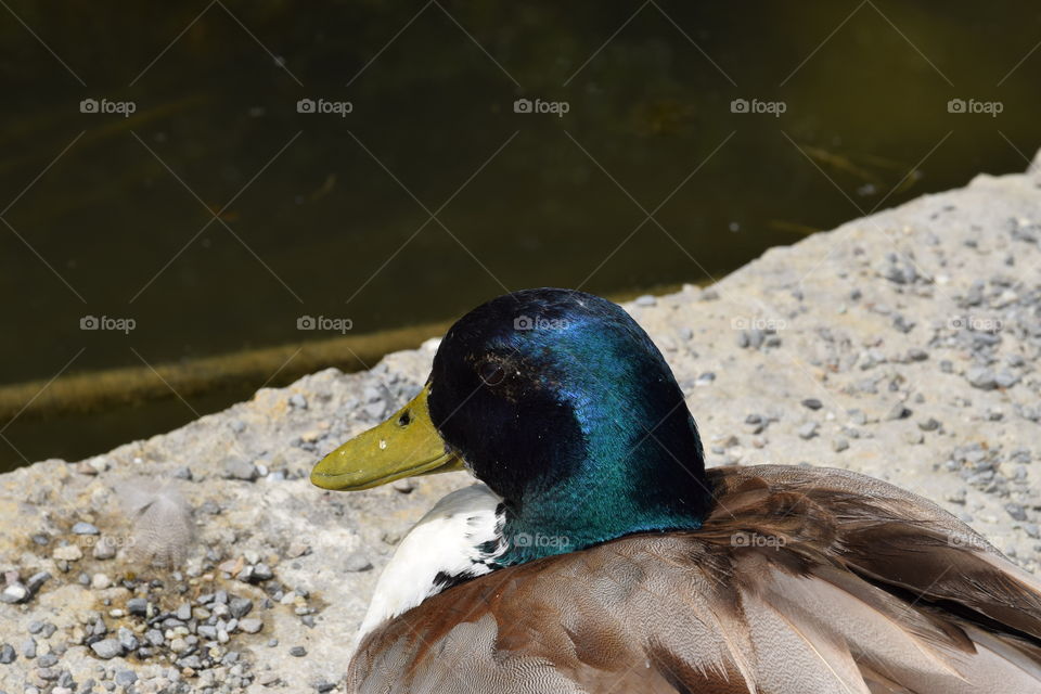 Kopf einer Stockente
